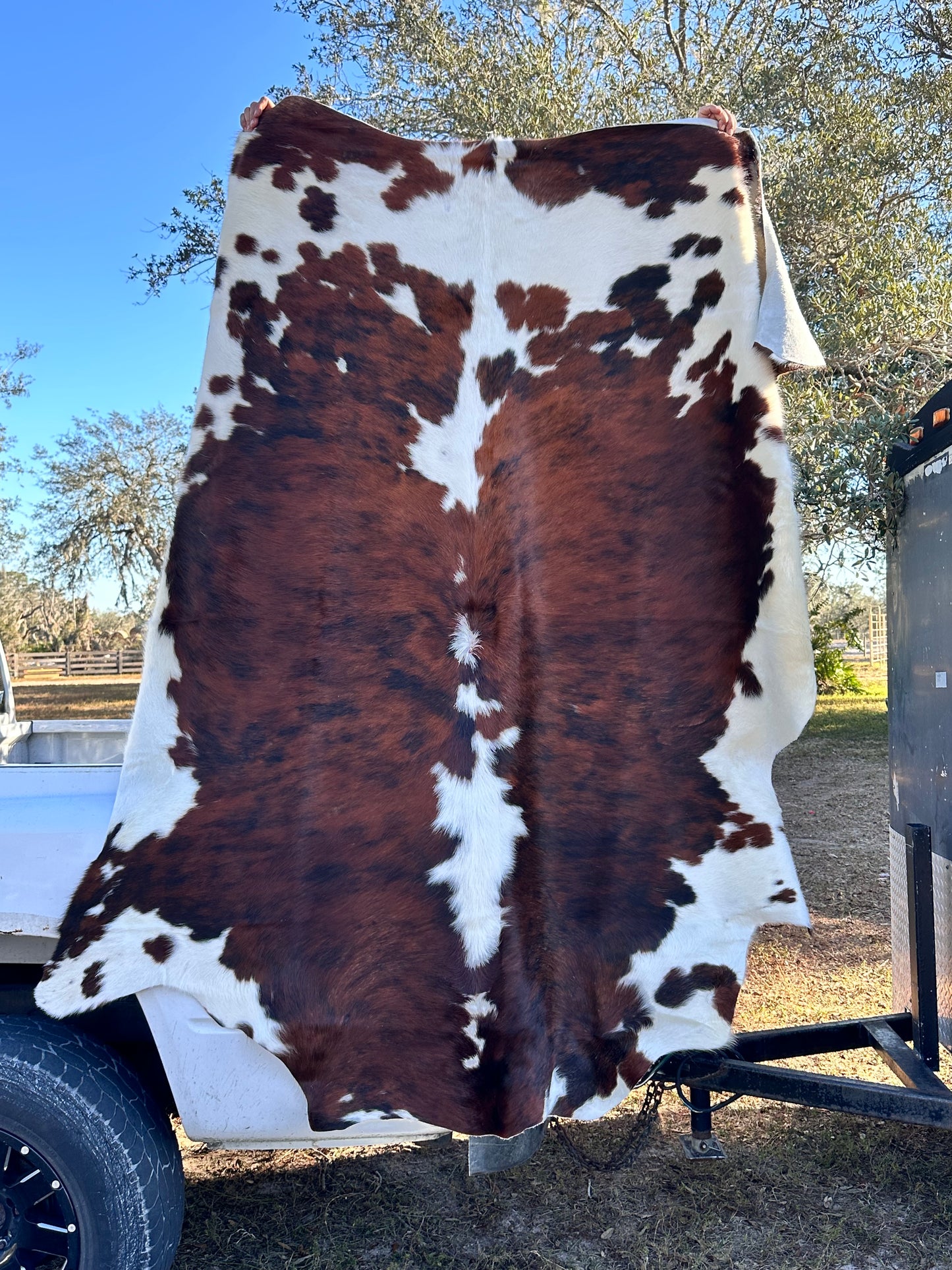 White Belly cowhide #109