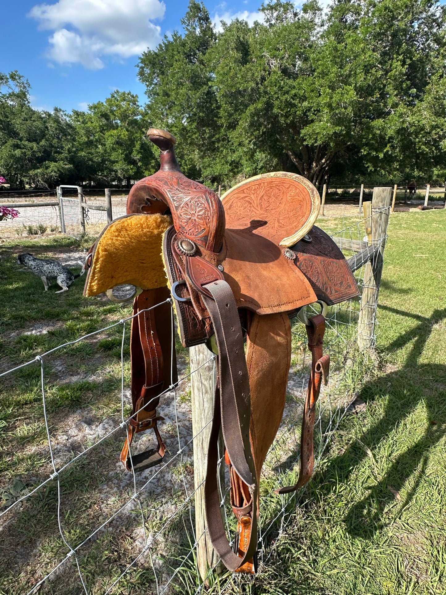 14” Sheridan barrel saddle