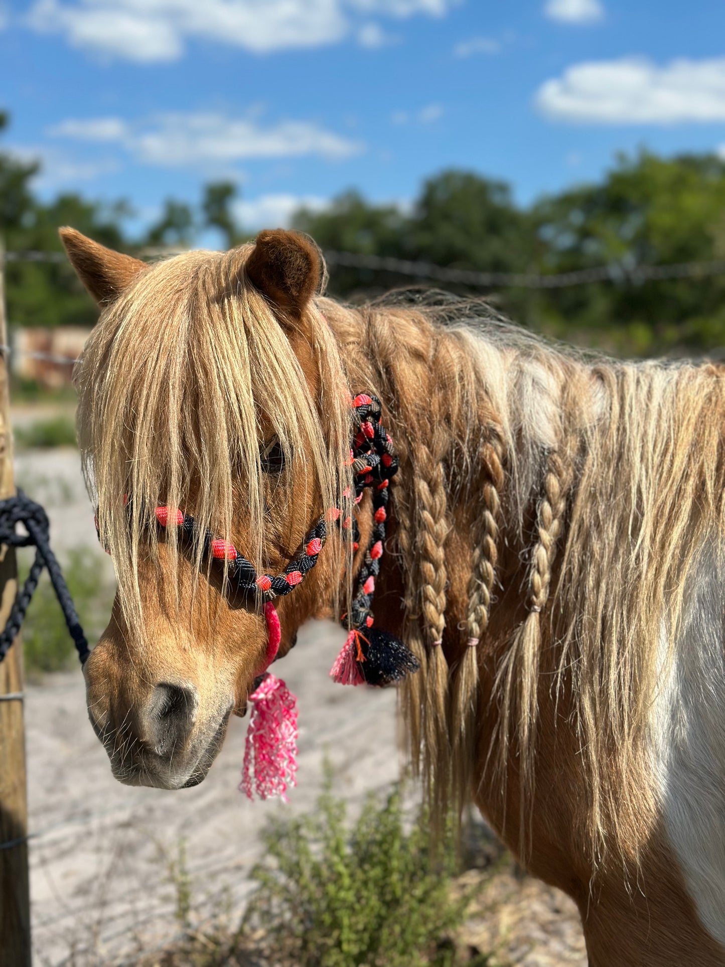 Mule tape halter (Mini halter) - pre order