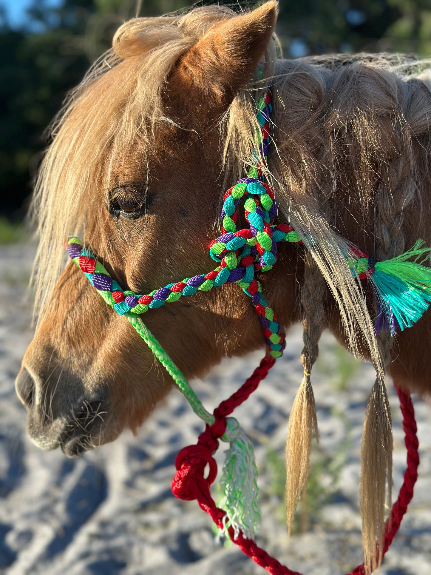 Mule tape halter (Mini halter) - pre order