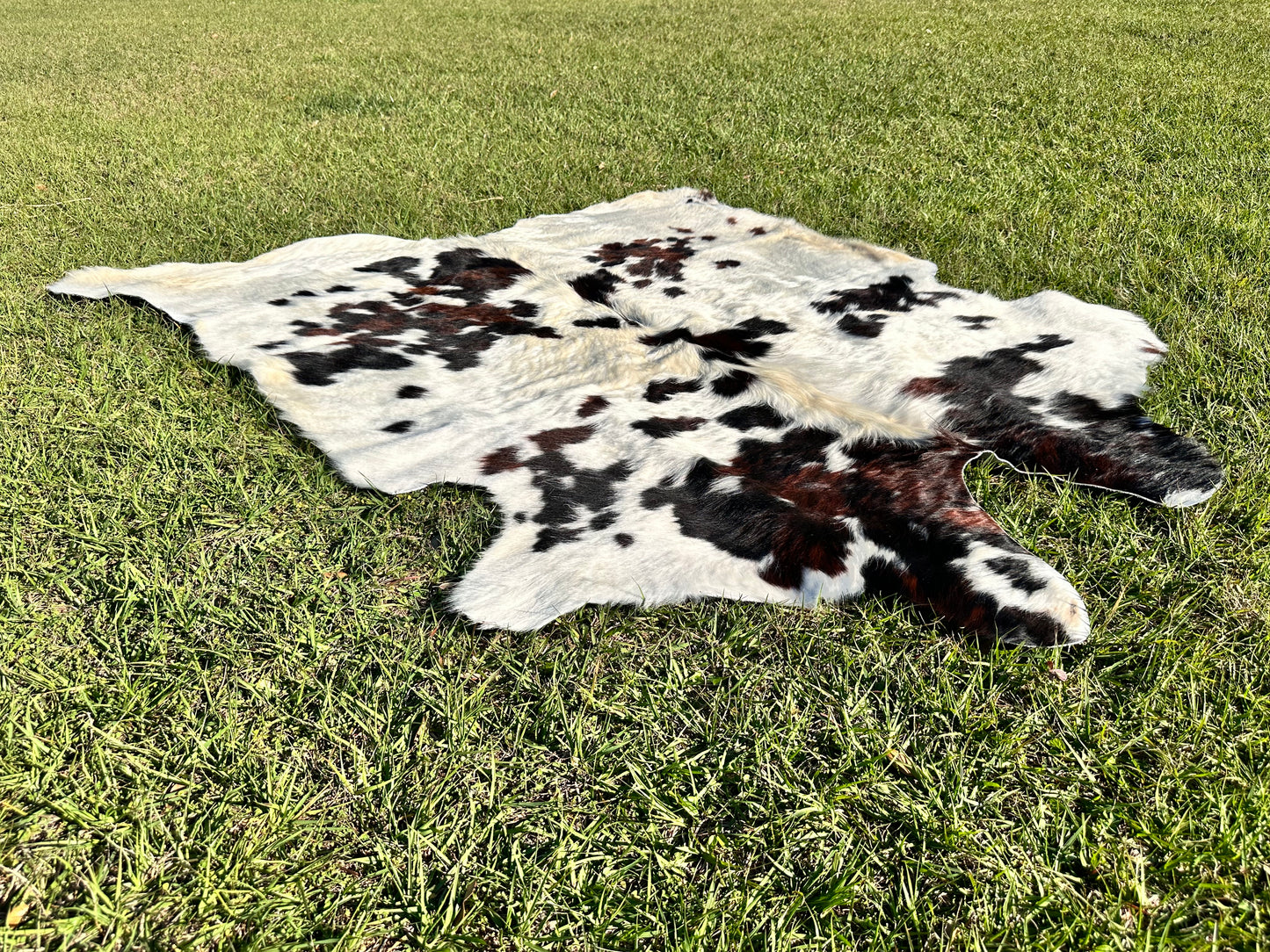 Tricolor cowhide #106