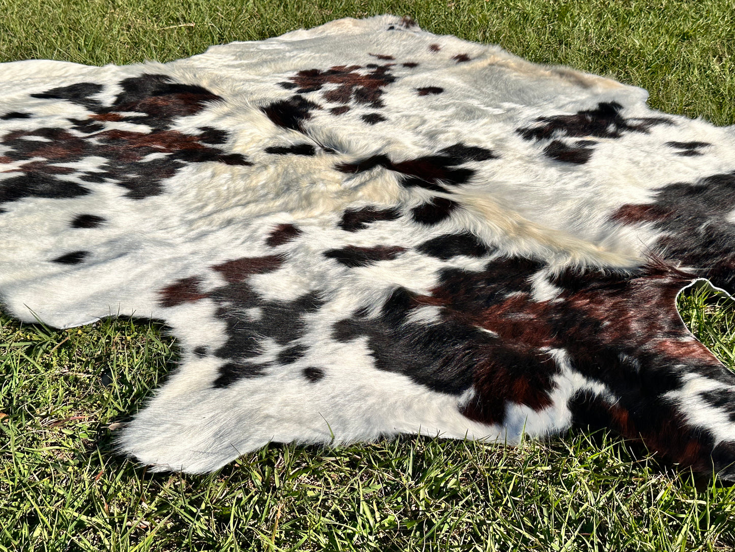 Tricolor cowhide #106