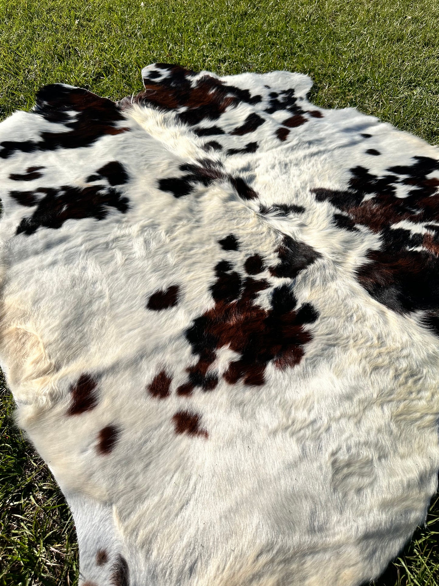 Tricolor cowhide #106