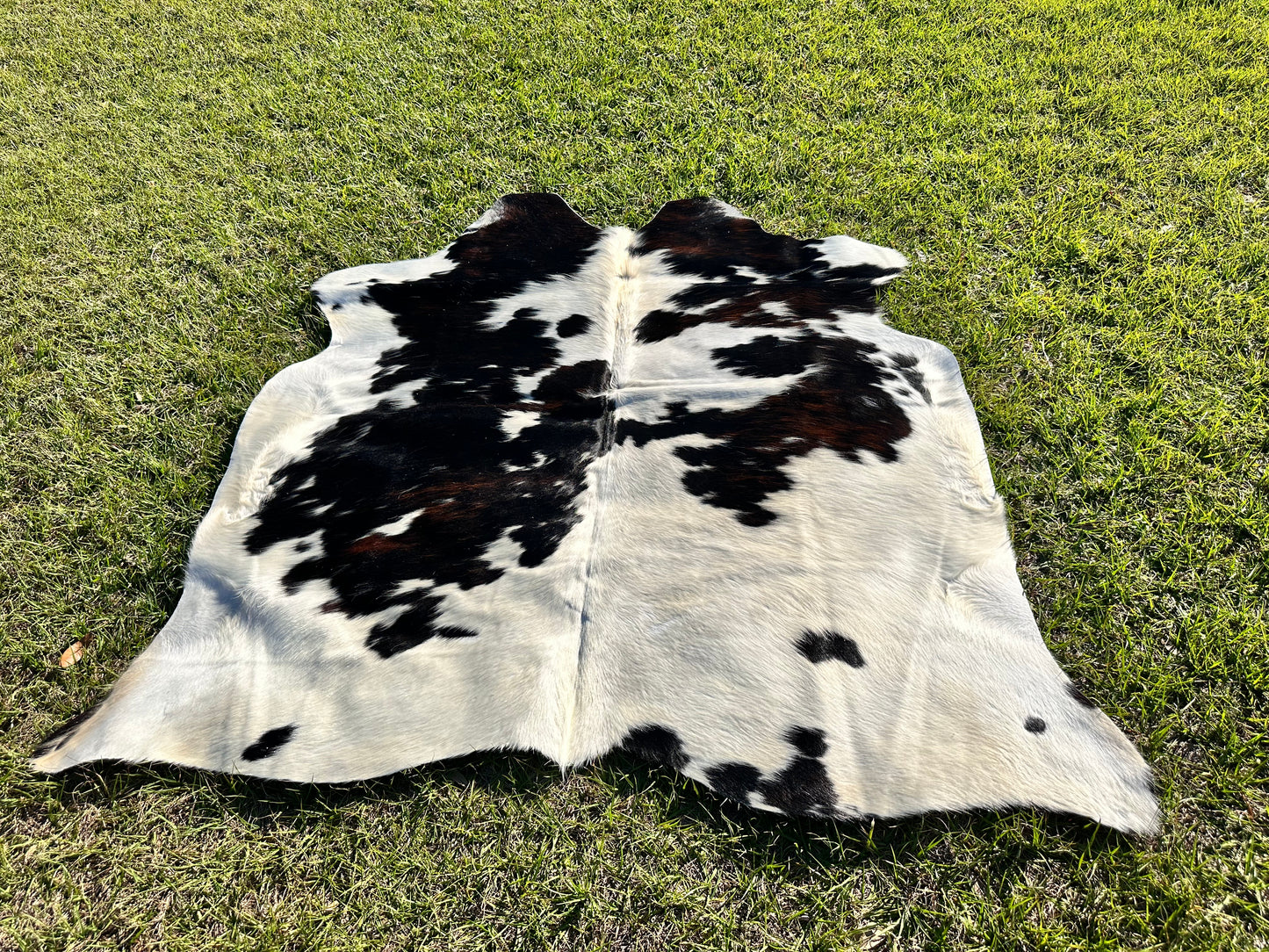 Tricolor cowhide #105