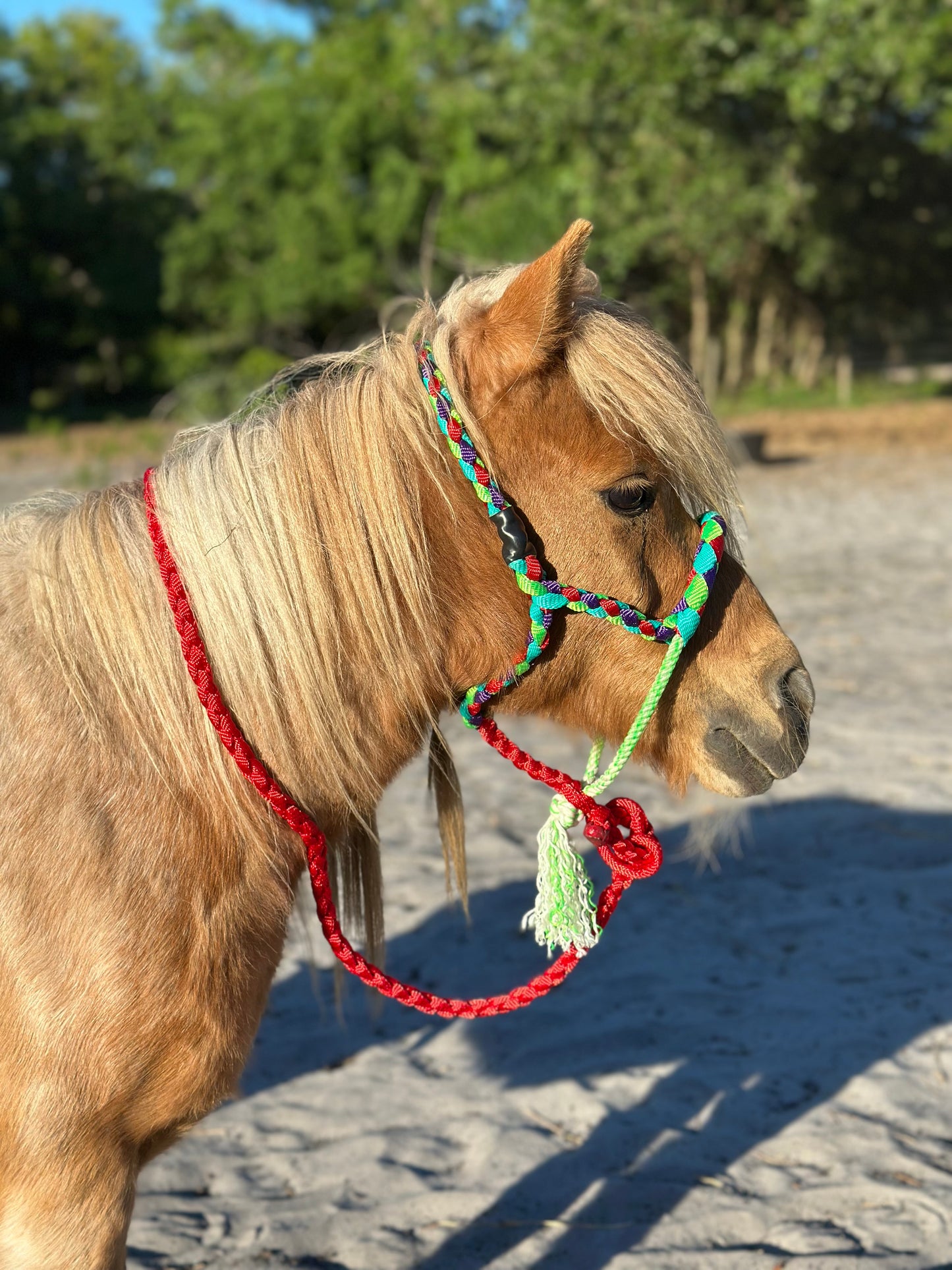 Mule tape halter (Mini halter) - pre order