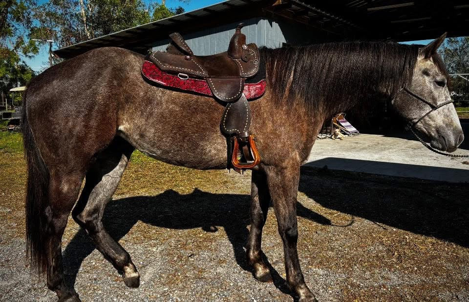 14.5” Bob Marshall sports saddle