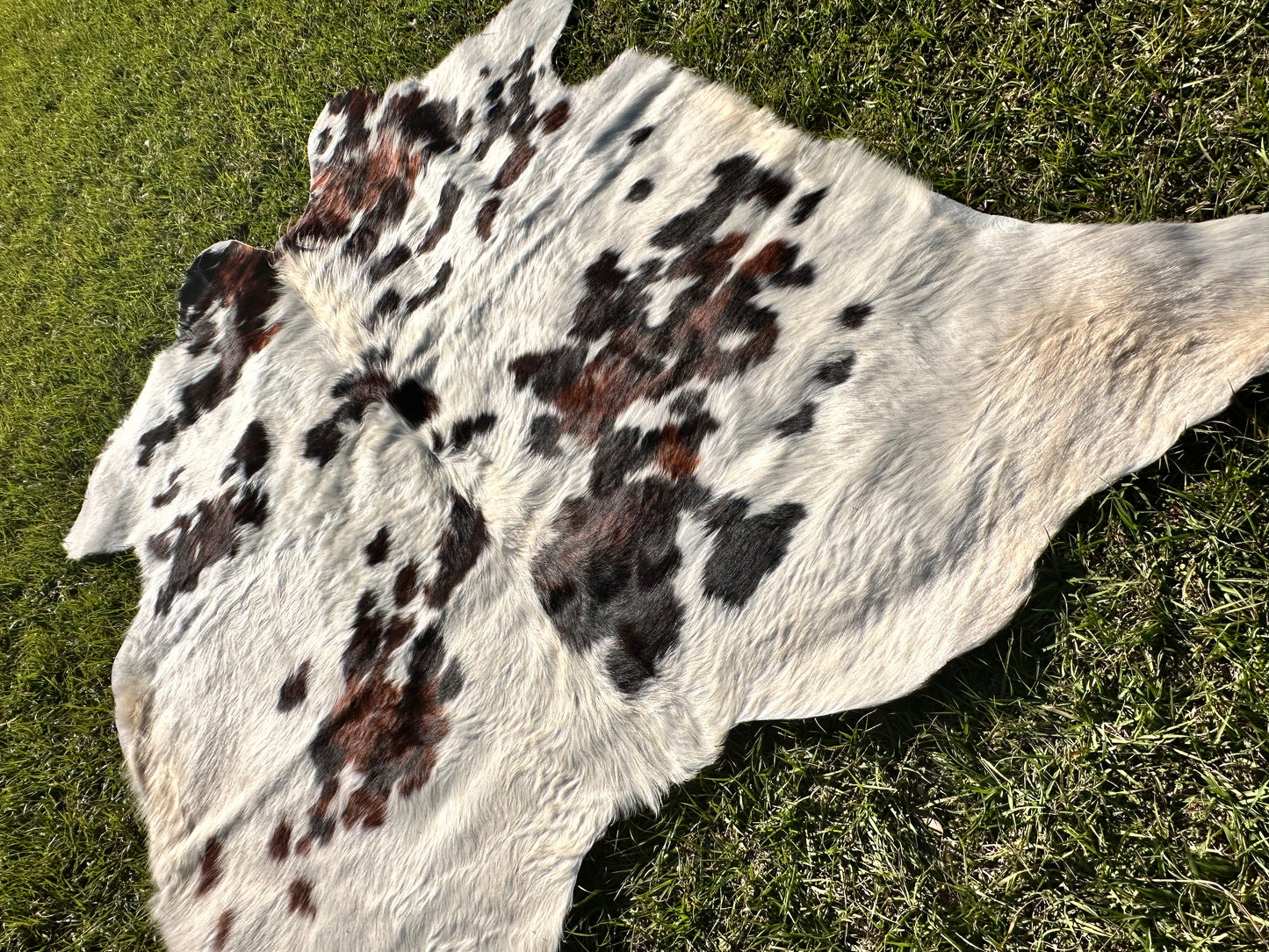 Tricolor cowhide #106