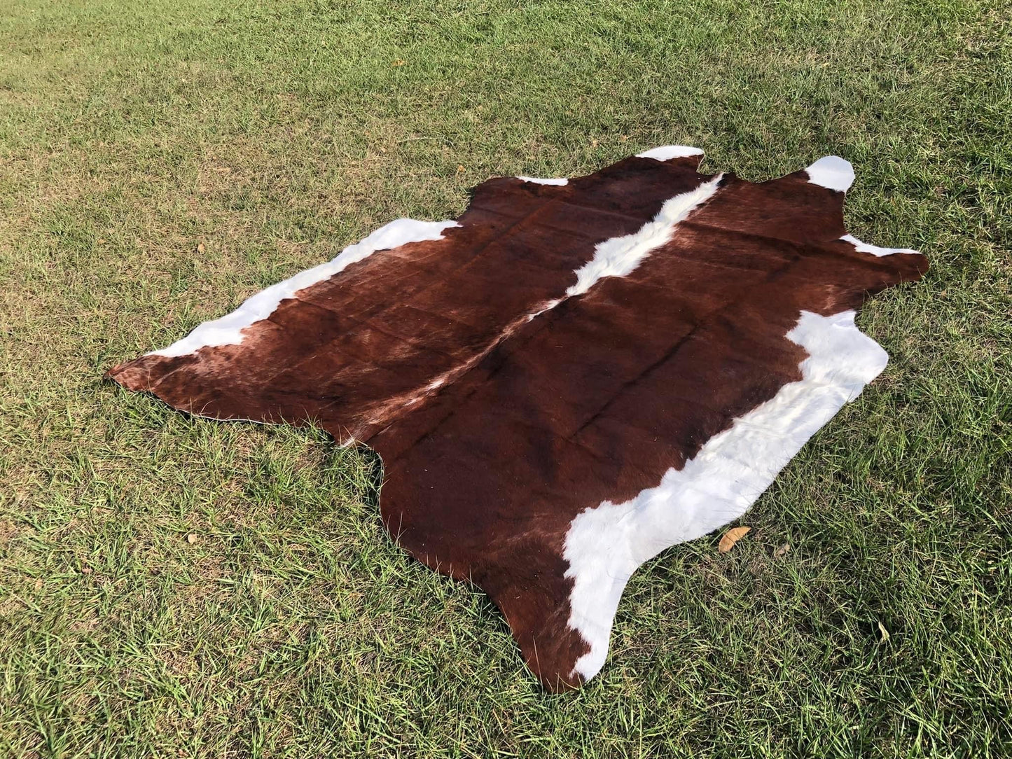 6’2” x 7’1” Cowhide