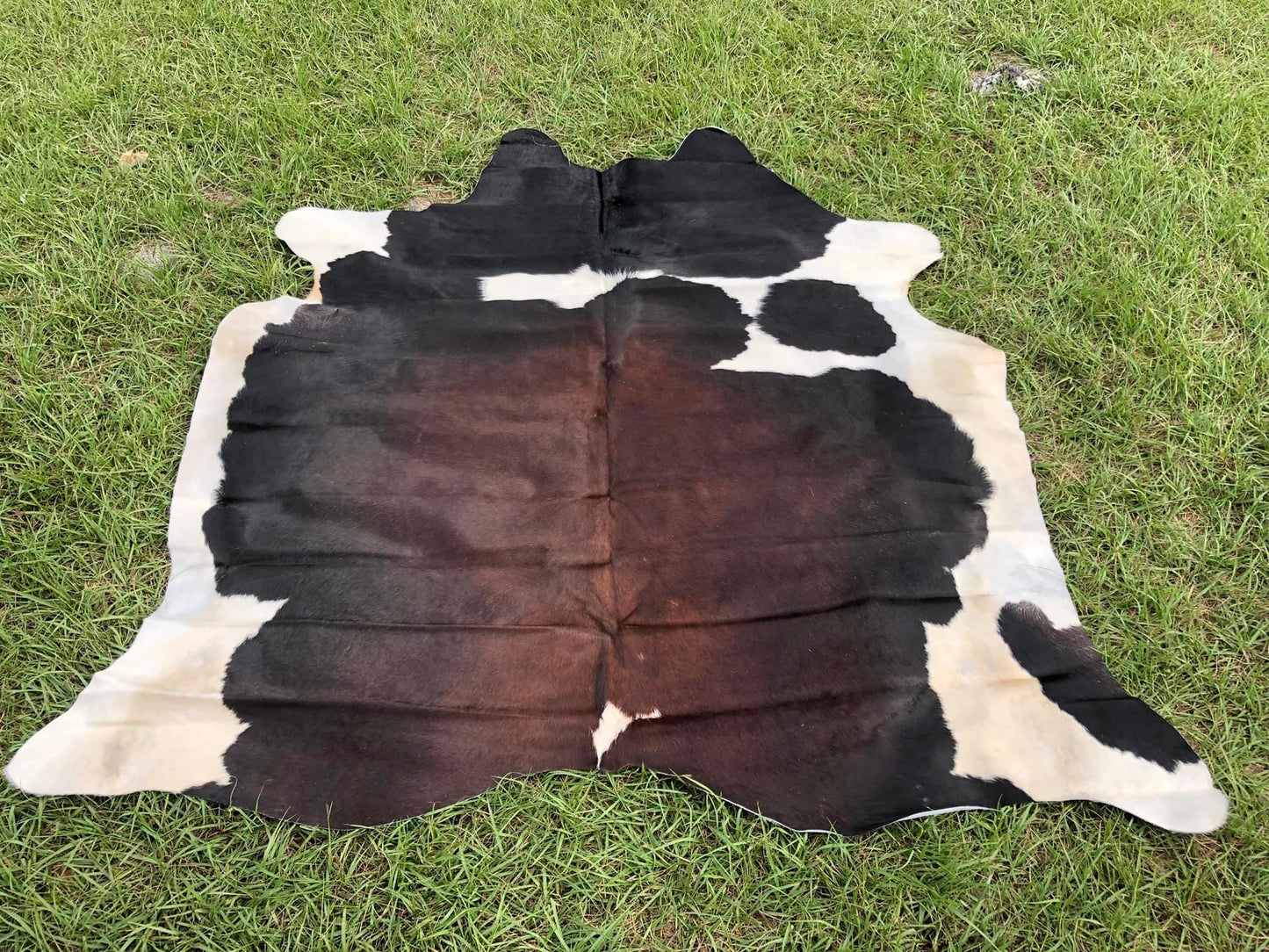 7’ x 6’2” Tri color cowhide