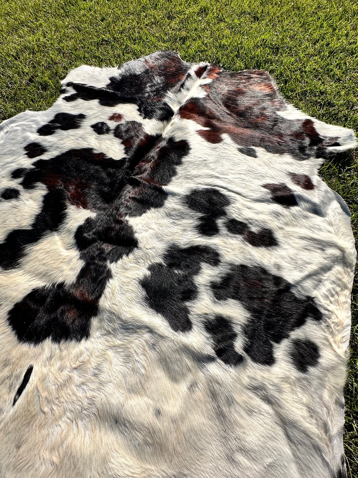 Tricolor cowhide #107