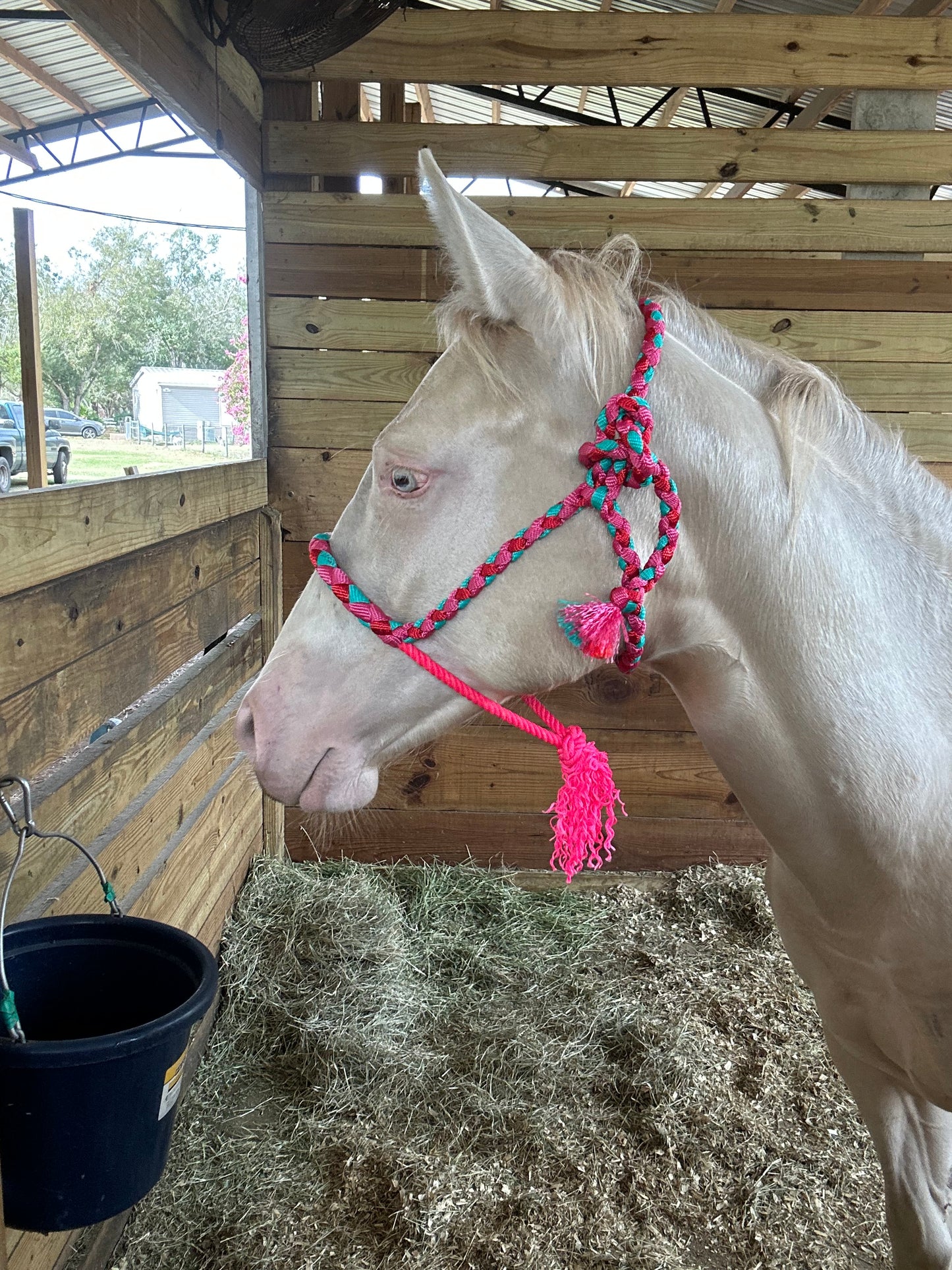 Mule tape halter (Yearling size) - pre order