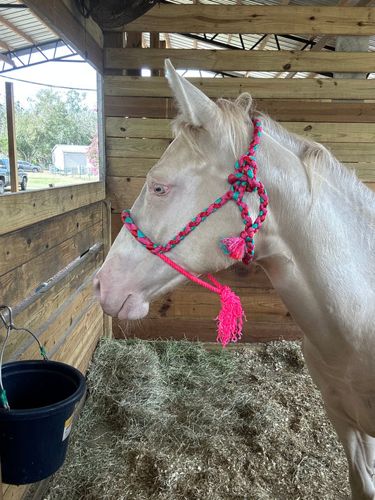 Mule tape halter (Yearling size) - pre order